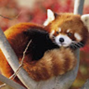 Meet your Posher, Gabriel